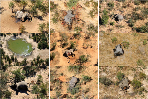 Hàng trăm con voi chết hàng loạt ở Botswana