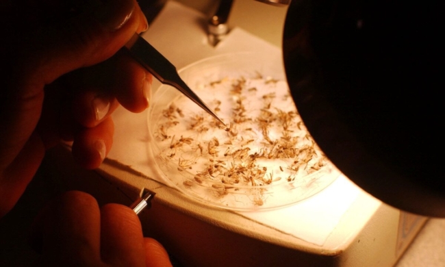 Nhà côn trùng học Betsy Coes xác định các chủng loài muỗi tại Trung tâm Dragon Mosquito ở Northampton, N.H., vào ngày 9/6/2005. (Ảnh: Darren McCollester / Getty Images)