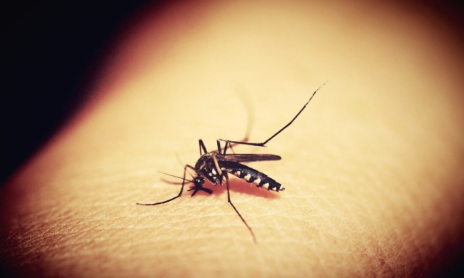 Cảnh báo về virus EEE và những căn bệnh khác do côn trùng gây ra