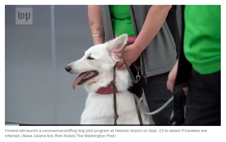 Sân bay Phần Lan dùng chó đánh hơi virus corona, chính xác gần 100%