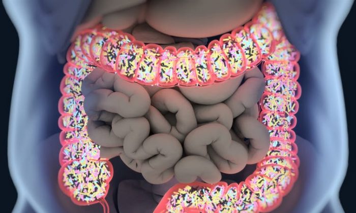 Hệ vi sinh vật đường ruột ảnh hưởng đến sức khỏe toàn bộ cơ thể. (Ảnh Anatomy Insider / Shutterstock)