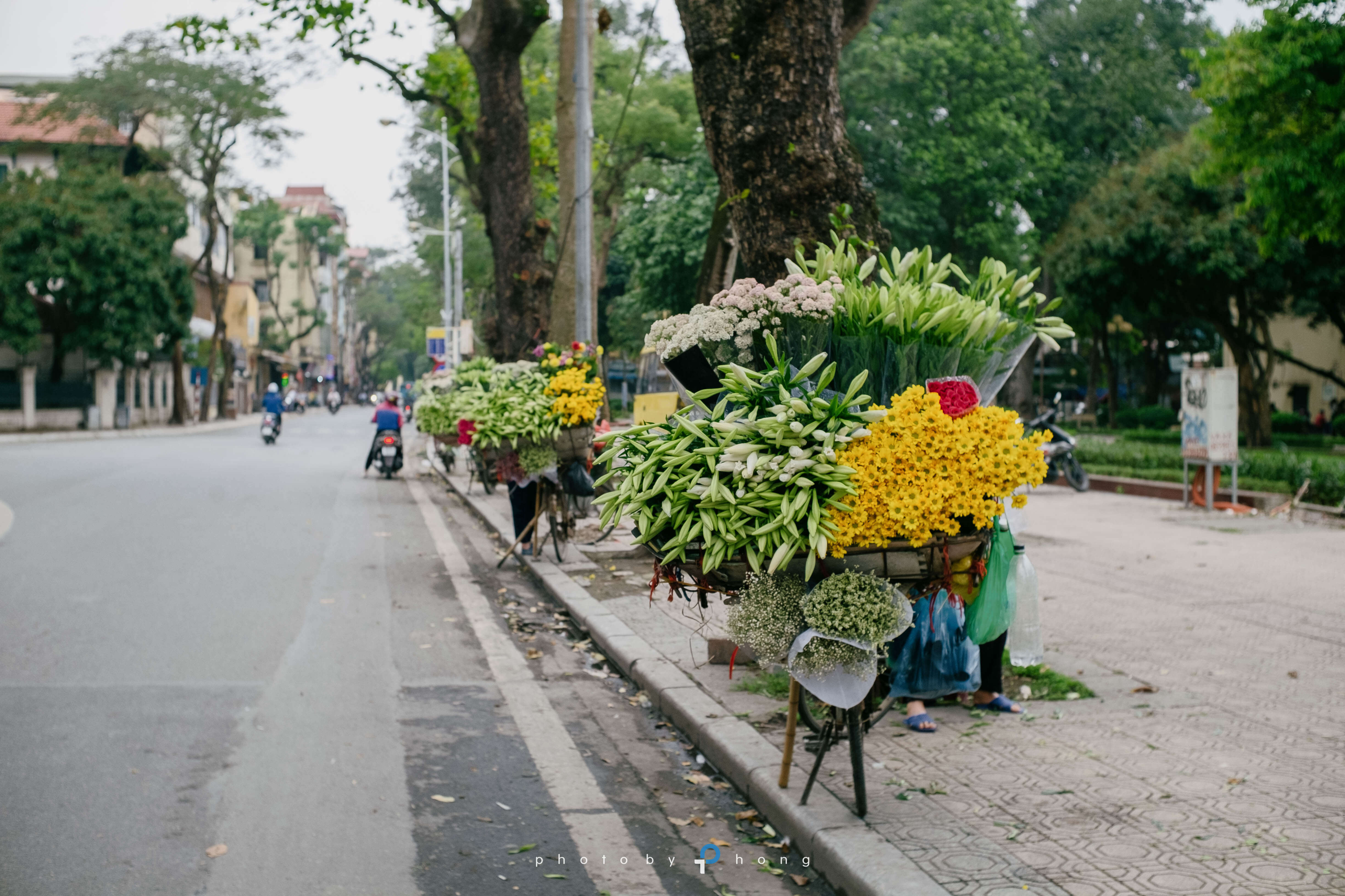 Hoa loa kèn trên phố
