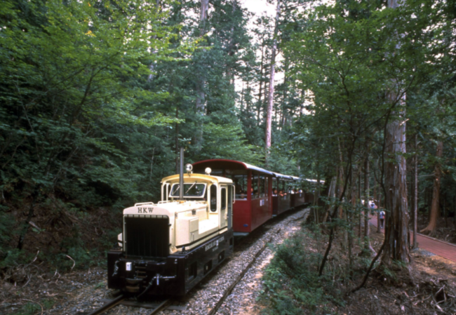 Một chuyến tàu đi qua rừng 