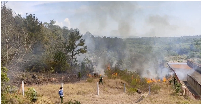Việt Nam: Rừng thông ở Quảng Nam cháy lớn nhiều giờ