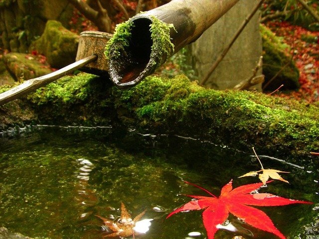 Nhật Bản ám ảnh với loài rêu