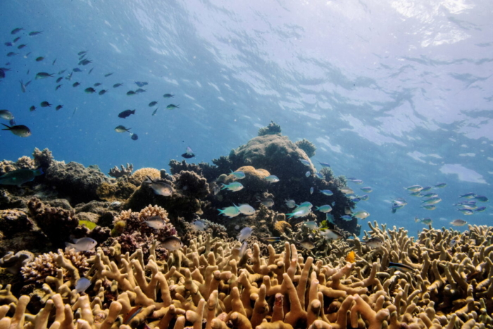 UNESCO giữ rạn san hô Great Barrier nằm ngoài danh sách ‘đang gặp nguy hiểm’ sau khi bị Úc phản đối