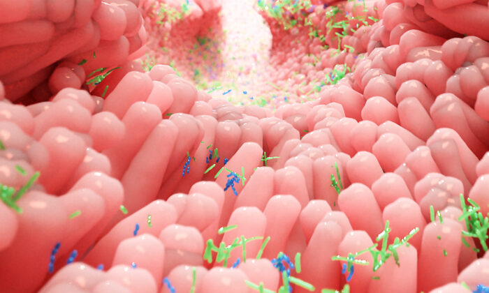 Quá nhiều vi khuẩn ruột non cũng sinh bệnh – Kỳ 1