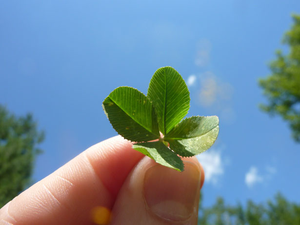 Tìm kiếm cỏ bốn lá: Biết ơn những may mắn trong cuộc sống này