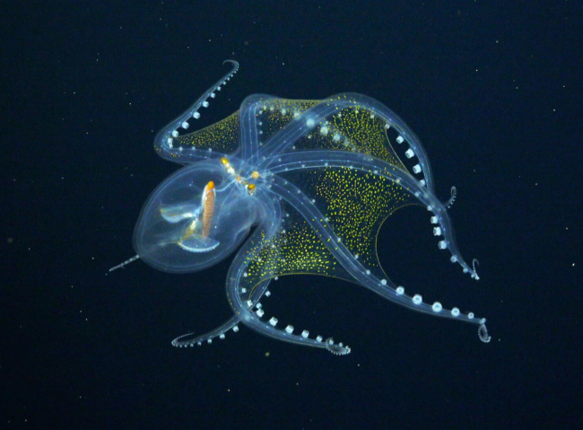  bạch tuộc thủy tinh