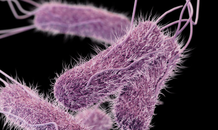 CDC tuyên bố đang điều tra vụ bùng phát vi khuẩn Salmonella bí ẩn tại 25 tiểu bang