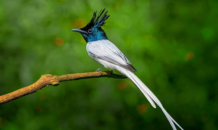 Bộ ảnh những chú chim thiên đường Ấn Độ tuyệt đẹp