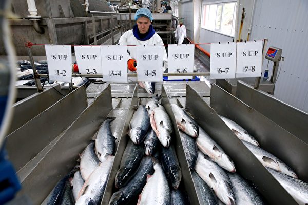 Cuộc chiến cá hồi bắt đầu? Trung Quốc và Nga lần lượt ngừng nhập khẩu thủy sản của nhau