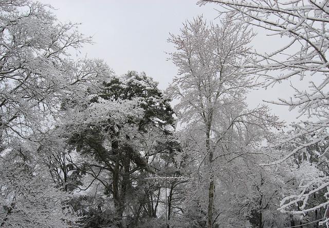 cây gãy đổ trong mùa đông