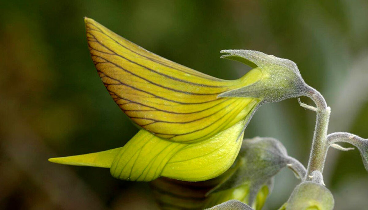 Loài hoa Úc châu với hình dáng độc đáo như chú chim ruồi