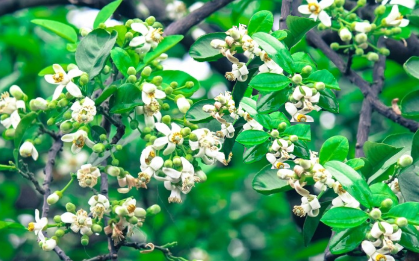 Hoa bưởi: Hương thầm của mùa Xuân