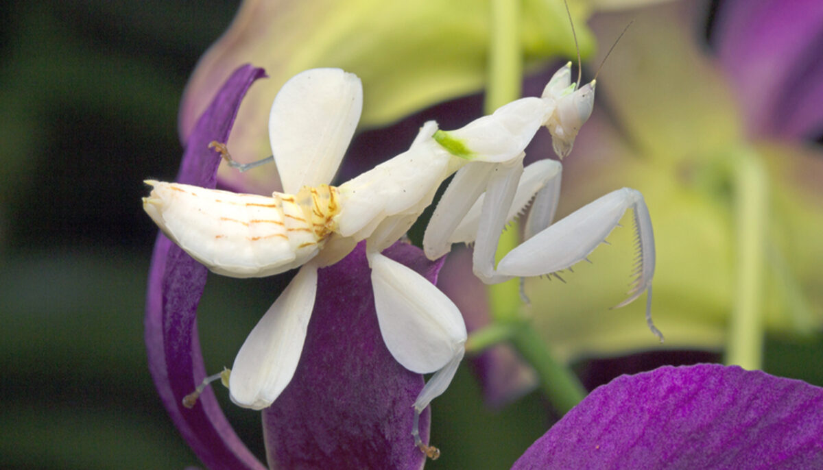 Loài côn trùng bắt mồi có khả năng ngụy trang độc đáo thành hoa lan