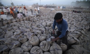 Ấn Độ cấm xuất cảng lúa mì vì lo ngại về an ninh lương thực