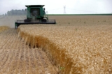 Nhà phân tích cảnh báo thế giới chỉ còn lượng dự trữ lúa mì cho ‘10 tuần’