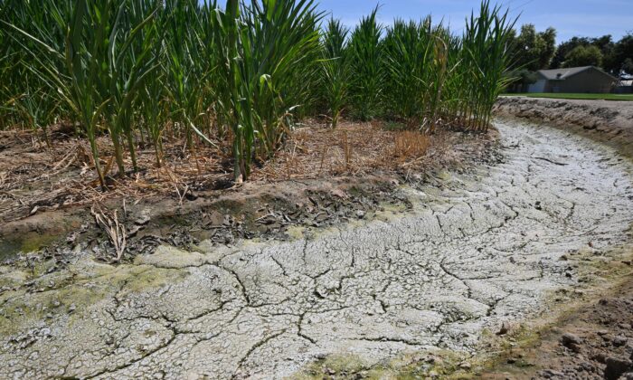 Đất khô và nứt nẻ trong một con mương thủy lợi cạnh cánh đồng bắp trong một trang trại được nhìn thấy ở Fresno, California, vào ngày 24/07/2021. (Ảnh: Robyn Beck/AFP qua Getty Images)
