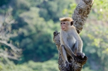 Chú khỉ đã minh oan cho chủ nhân quá cố của mình bằng cách nào? Nó đã báo án ra sao? (Ảnh: Pixabay)