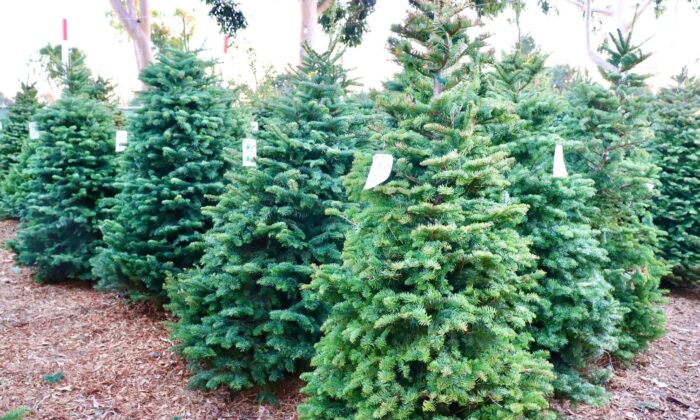 Noonan's Christmas Trees, một trang trại cây thông Noel ở Costa Mesa, California, đang gặp phải tình trạng thiếu cây vào tháng 11/2021. (Ảnh đăng dưới sự cho phép của Noonan's Christmas Trees)