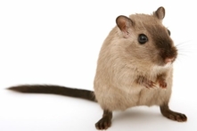 Chú chuột cưng đã cứu mạng bà Caroline Davis bằng cách dập tắt điếu thuốc lá. (Ảnh minh họa: Pixabay)