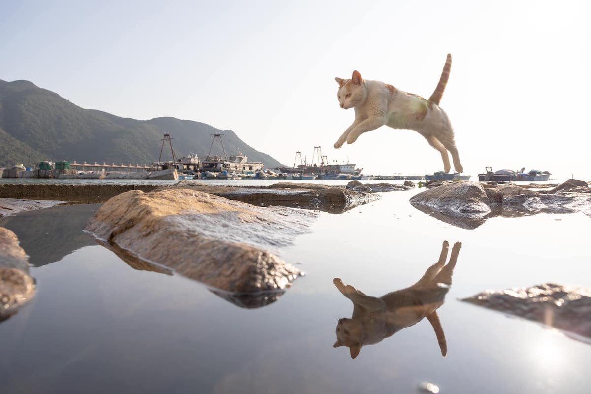 Những chú mèo hoang ở làng chài Tai O