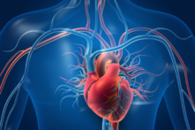 Tuần hoàn vi mạch ở tim đóng một vai trò quan trọng trong nhiều bệnh tim. (Ảnh: Shutterstock)