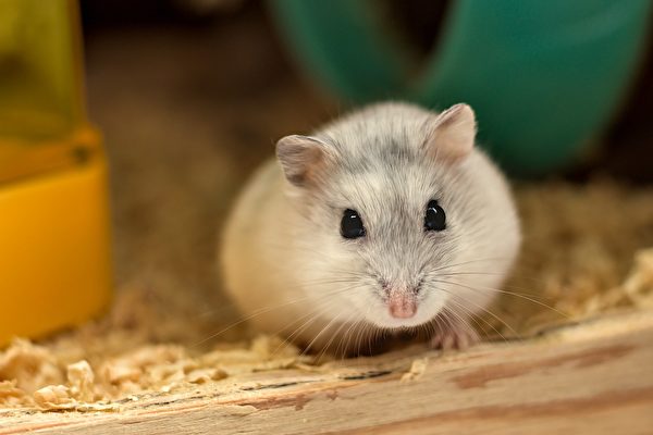 Một phụ nữ người Anh có tên Helen Ellwood cho biết bà đã nhìn thấy linh hồn của một con chuột hamster bay lên khi nó chết. Ảnh chỉ mang tính minh họa. (Ảnh: Pixabay)