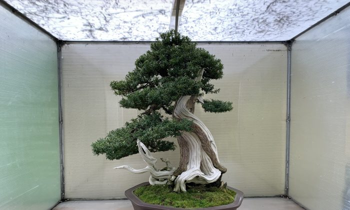 Cây Thủy tùng Triều Tiên (Taxus cuspidata), ra đời vào khoảng năm 1500, cây thủy tùng này được tạo dáng thành bonsai từ năm 1986. Nghệ nhân: ông Su Hyung Yoo. (Ảnh: Đăng dưới sự cho phép của Bảo tàng Bonsai Thái Bình Dương)