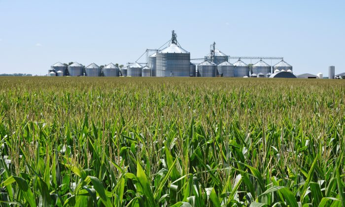 Một cánh đồng bắp và các thùng chứa tại một trang trại gần Carrington, North Dakota, vào ngày 08/08/2019. (Ảnh: Dan Koeck/Reuters)