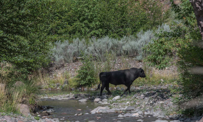Một con bò hoang trên bờ Sông Gila ở Vùng hoang dã Gila thuộc phía tây nam tiểu bang New Mexico vào ngày 25/07/2020. (Ảnh: Robin Silver/Trung tâm Đa dạng Sinh học qua AP)