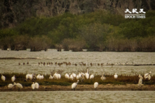 Hàng năm, có rất nhiều loài chim quý hiếm tới sinh sống và sinh sản ở vùng đất ngập nước Aogu. (Ảnh: Vương Gia Ích / Epoch Times)
