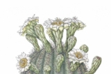 Tranh minh họa “Xương rồng Saguaro (Carnegiea gigantea)” của họa sĩ vẽ thực vật Joan McGann. Tranh vẽ bằng mực và màu nước trên giấy, kích cỡ 18 inch x 12 inch. (Ảnh: Joan McGann)