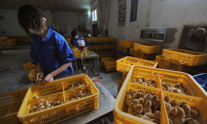 Các công nhân đang chích vaccine cúm gia cầm H9 cho gà con tại một trang trại ở huyện Trường Phong, tỉnh An Huy, Trung Quốc, hôm 14/04/2013. (Ảnh: Stringer/Reuters)