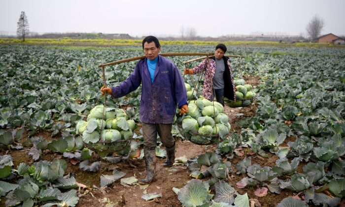 Nông dân thu hoạch bắp cải tại huyện Hoa Dung, tỉnh Hồ Nam, miền nam Trung Quốc vào ngày 05/03/2020. (Ảnh: Noel Celis/AFP qua Getty Images)