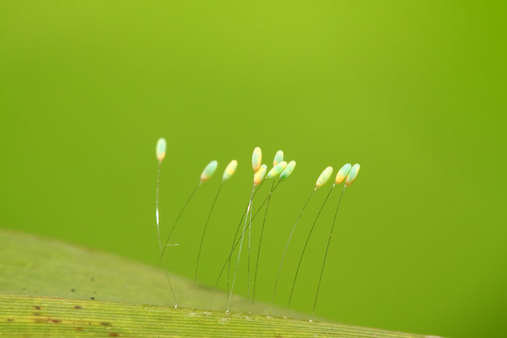 Trứng của loài côn trùng cánh gân có màu từ xanh lục đến hơi trắng, có hình bầu dục, và sẽ chuyển sang màu đen trước khi nở. (Ảnh: Yuaneng Zhang/Shutterstock)
