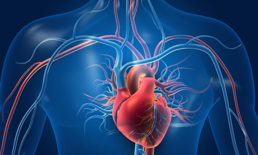 Ảnh minh họa 3d mô tả tim người với các mạch máu. (Ảnh: Shutterstock)