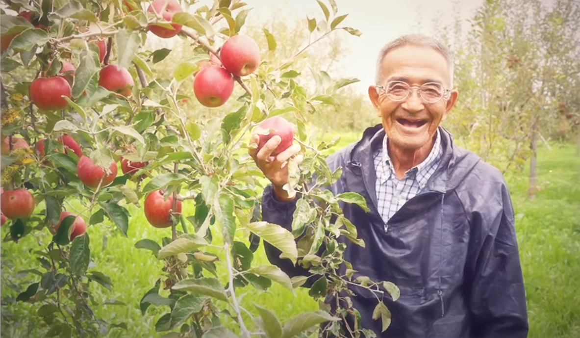 Bắt đầu từ năm 1978, ông Kimura Akinori áp dụng phương pháp trồng táo “không thuốc trừ sâu, không phân bón hóa học” và mất 11 năm mới thu được kết quả. (Ảnh chụp màn hình video “Bí ẩn chưa có lời giải”)