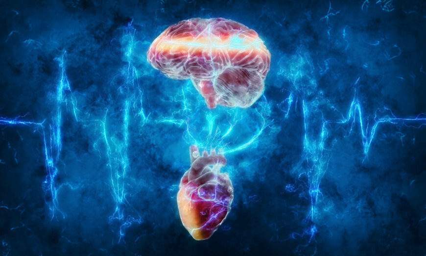 Mối liên hệ giữa tim và não. (Ảnh: Andrus Ciprian/Shutterstock)