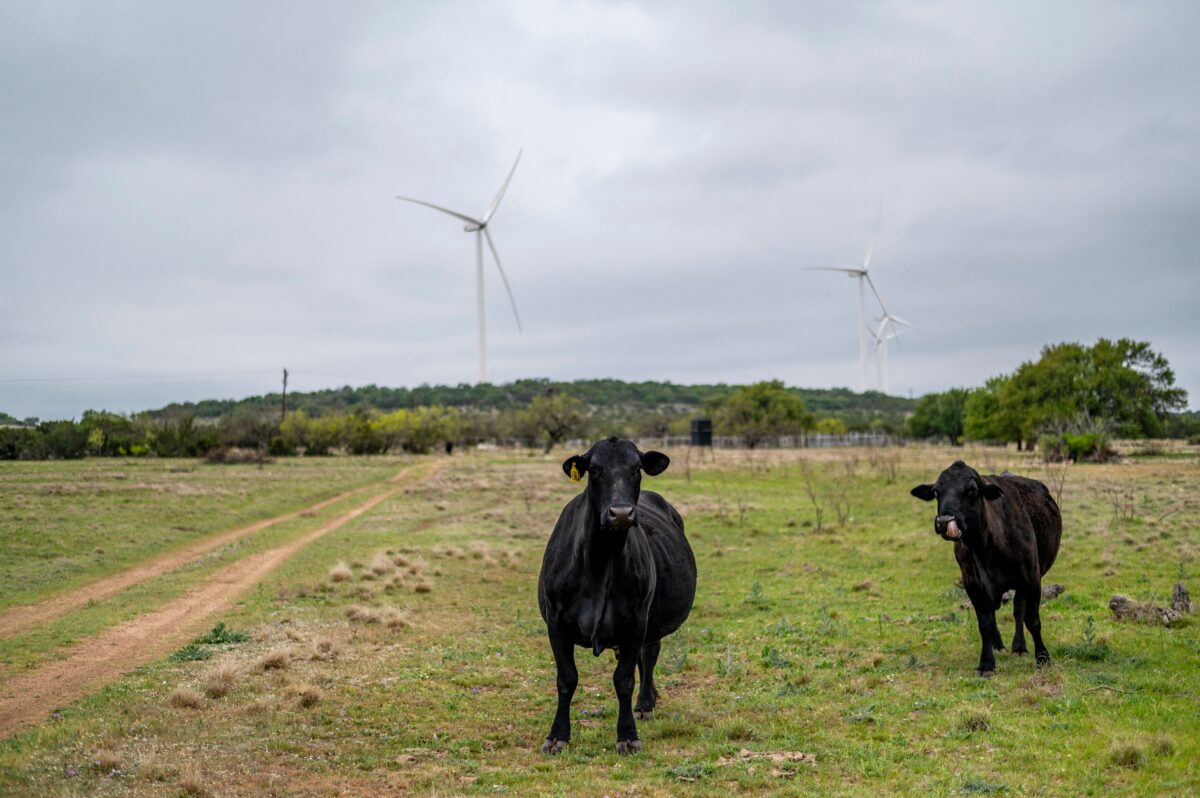 Đàn bò đứng trên cánh đồng có những tuabin gió gần Eldorado, Texas, vào ngày 16/04/2021. (Ảnh: Sergio Flores/AFP qua Getty Images)