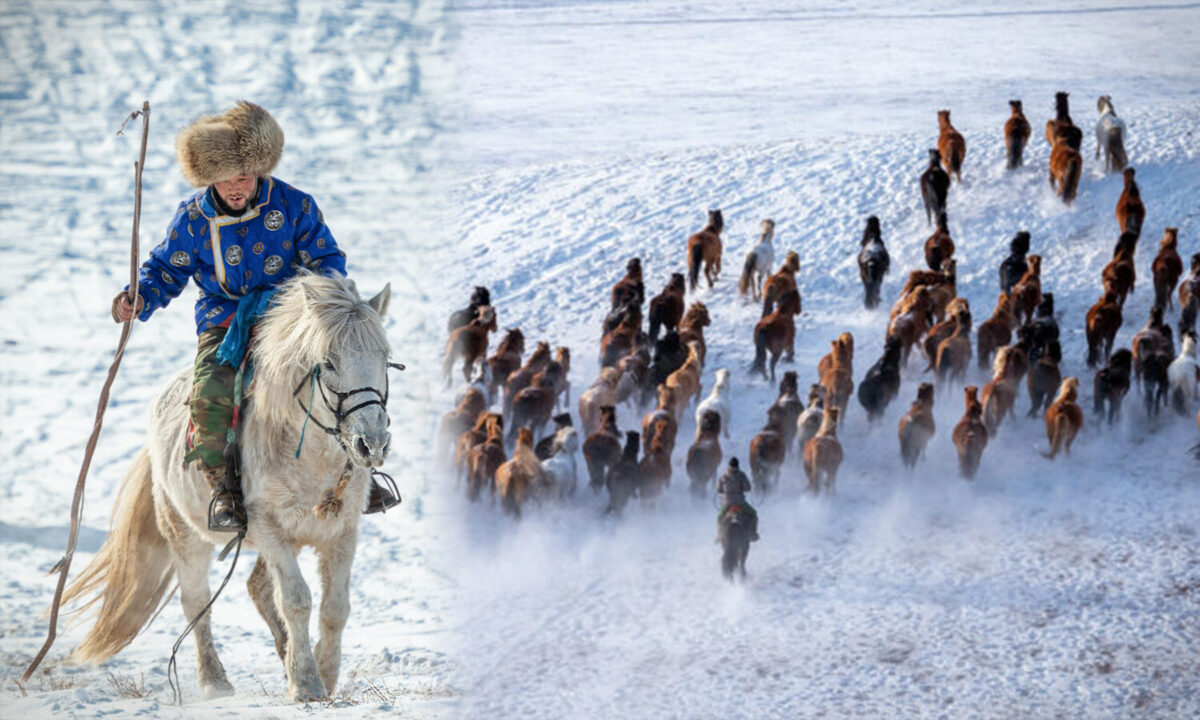 Nhiếp ảnh gia chụp ảnh những người chăn gia súc Mông Cổ thể hiện kỹ năng chăn ngựa điêu luyện trong Lễ hội Mùa Đông hùng tráng