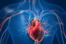 Ảnh 3D minh họa tim và mạch máu. (Ảnh: Shutterstock)