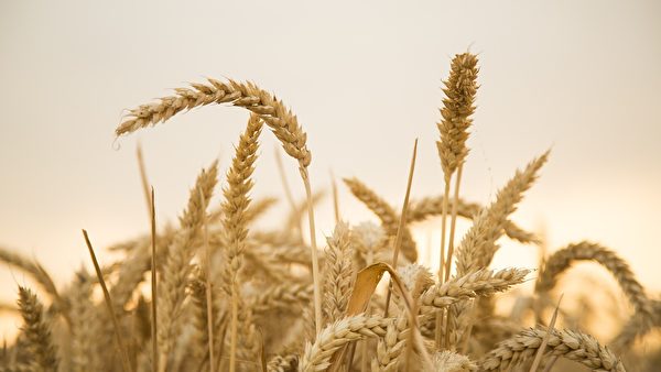 Liễu thư sinh và thê tử ly biệt vào mùa thu hoạch lúa mì. (Ảnh: Pixabay)
