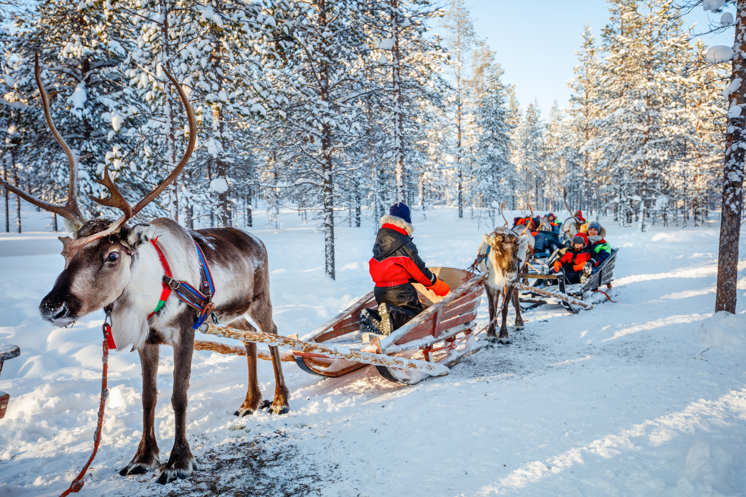 Người Phần Lan cưỡi xe tuần lộc trượt tuyết. (Ảnh: Shutterstock)