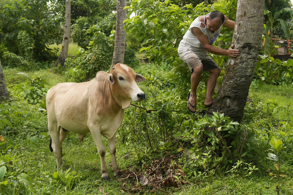 Một nông dân buộc con bò lại khi đưa nó đến một trung tâm tập hợp bên ngoài “khu vực nguy hiểm thường trực” gần núi lửa Mayon ở Daraga, tỉnh Albay, Philippines, hôm 11/06/2023. (Ảnh: Aaron Favila/AP Photo)