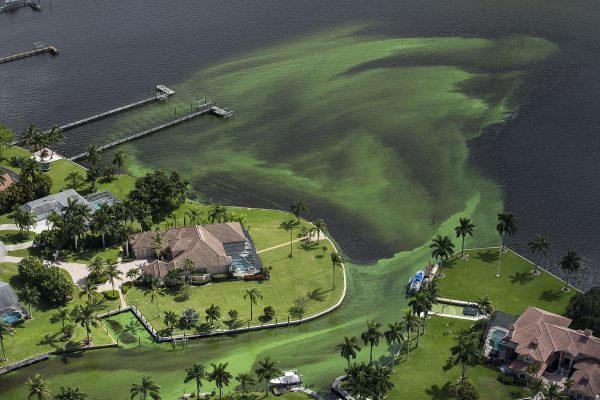 Một bức ảnh chụp từ trên cao cho thấy tảo lam bao phủ một khu vực dọc theo Sông St. Lucie ở thành phố Stuart, tiểu bang Florida, ngày 29/06/2016. (Ảnh: Greg Lovett/The Palm Beach Post qua AP)