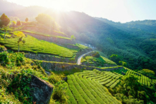Được đến thăm Đài Loan trong đời đã trở thành ước mơ của rất nhiều người. Trong ảnh là cảnh sắc của vườn chè A Lý Sơn. (Ảnh: Shutterstock)