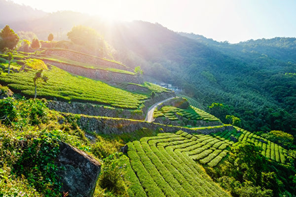 Được đến thăm Đài Loan trong đời đã trở thành ước mơ của rất nhiều người. Trong ảnh là cảnh sắc của vườn chè A Lý Sơn. (Ảnh: Shutterstock)