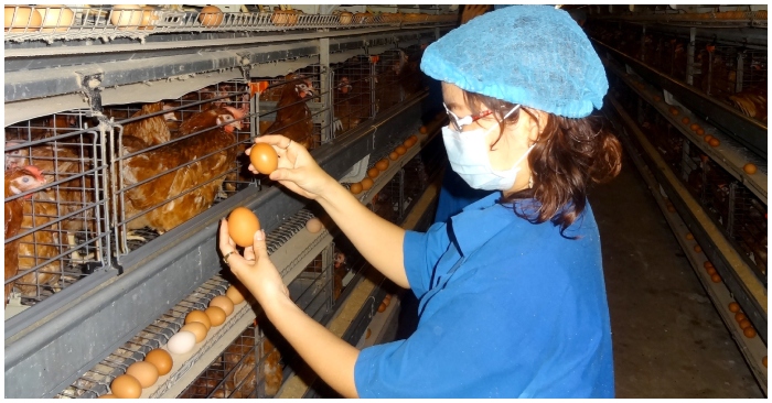 Việt Nam tiếp tục xuất cảng trứng và sản phẩm trứng gia cầm sang Hồng Kông